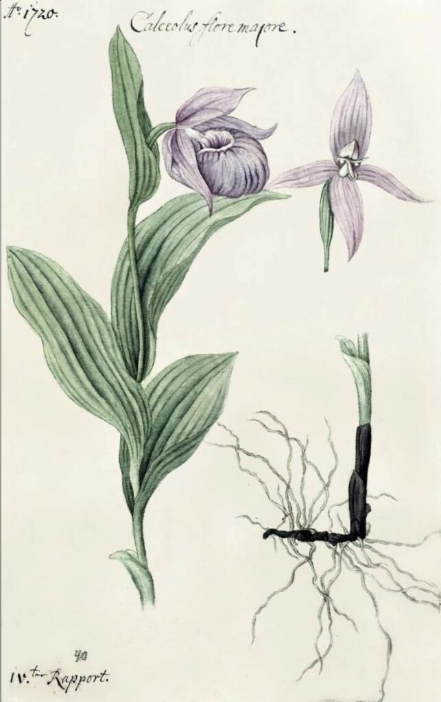 «Calceolus floremajore» Венерин Башмачок крупноцветковый