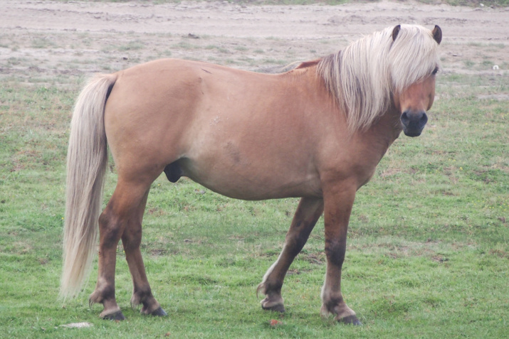 Приспособительные качества якутской лошади выразились в форме её тела