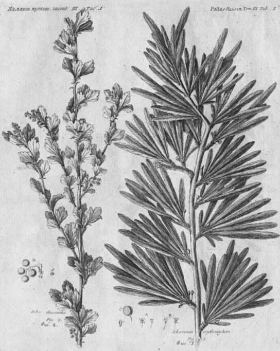 Два изображения на одном листе  1 — «Яшил. Rhamnus erythroxylum»  2 —«Таранушка. Ribes diacantha»     Гравюра  Путешествие 1773. Ч. III. Кн. 2. СПб., 1788. Таб. I