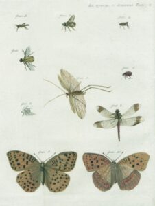 На рисунке 10 изображений насекомых