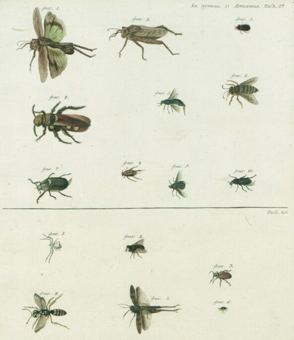 Две таблицы на одном листе — 16 изображений насекомых