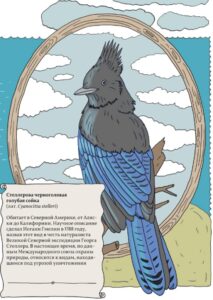 Стеллерова черноголовая голубая сойка (лат. Cyanocitta stelleri)