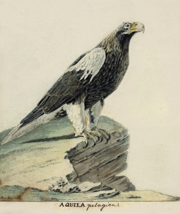 «Aquila pelagica» Акварель. СПФ АРАН. Ф.129. Оп.1. Д.135. Л.28. «Zoographia Rosso-Asiatico». Petropoli. 1831. T. I. Р. 343.
