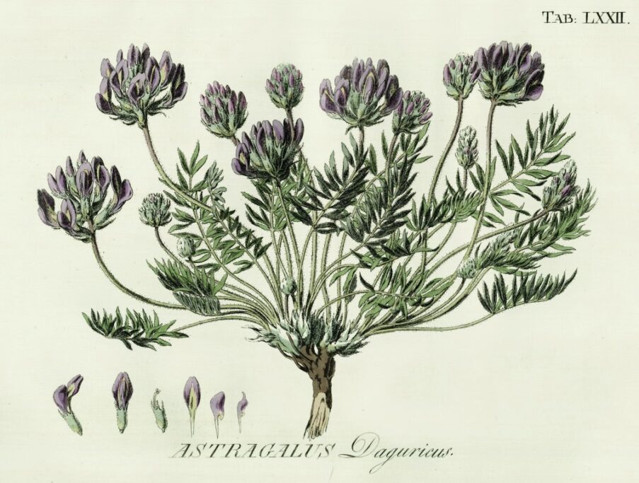 «Astragalus Daguricus»  Раскрашенная  гравюра  Species Astragalorum. Cum appendice. 1800.  Tab. LXXII.