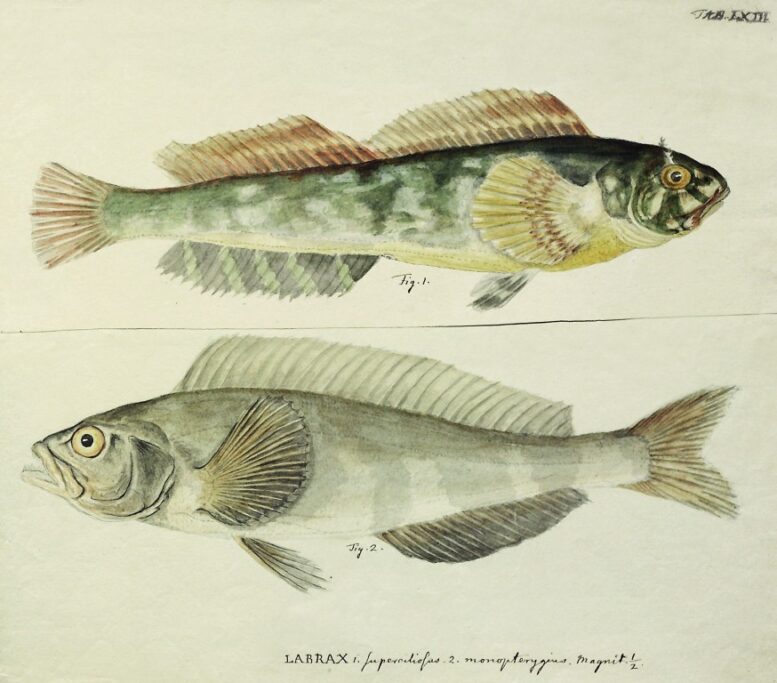 «Labrax»  1 — superciliosus  2 — monopterygius. Magnit 1/2.  Справа  вверху: «Tab. LXIII». Акварель  к III тому «Zoographia Rosso-Asiatica».  СПФ АРАН. Ф.129. Оп.1. Д.760. Л.73.
