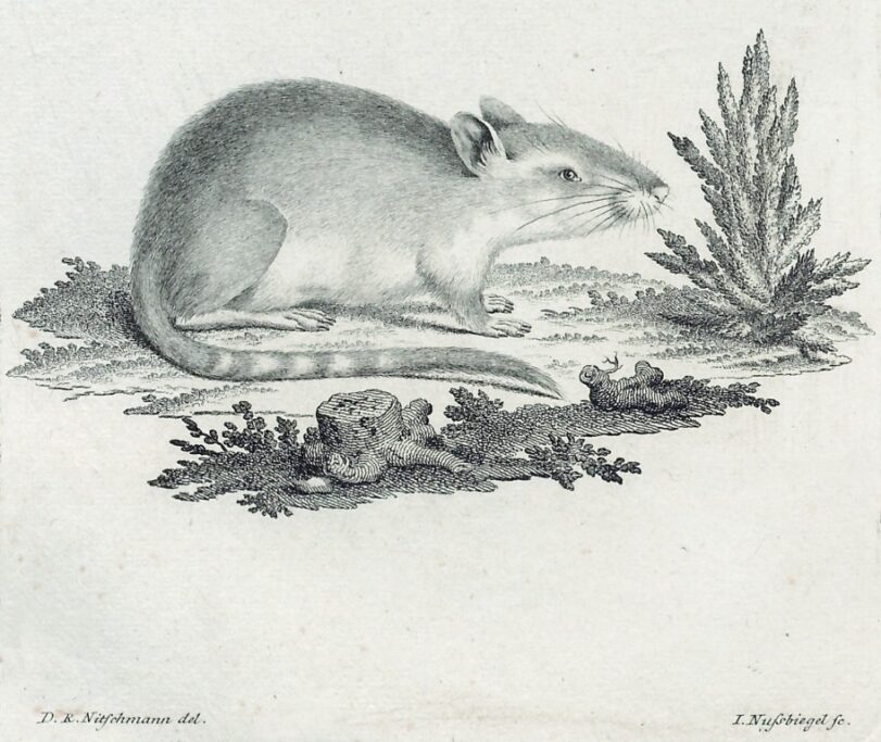 «Mus tamaricinus»     В нижнем правом углу: «I. Nufsbiegel  fe.» — гравер  В нижнем левом углу: «D.R. Nitschmann  del»  Гравюра.  СПФ АРАН. P.I. Оп.121. Д.18. Л.53.  «Novae species quadrupedum». E. 1778. Tab. XIX.