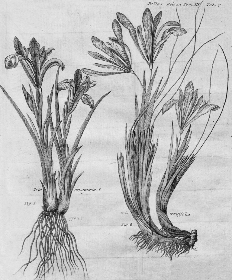 Два изображения на одном листе:  1 — «Пискульник по мунгальски Закилдык. Iris  anspuria ?»  2 — «Тонколистный касатик. Iris  tenuifolia»  Гравюра  Путешествие 1773. Ч. III. Кн. 2. СПб., 1778. Таб. С.