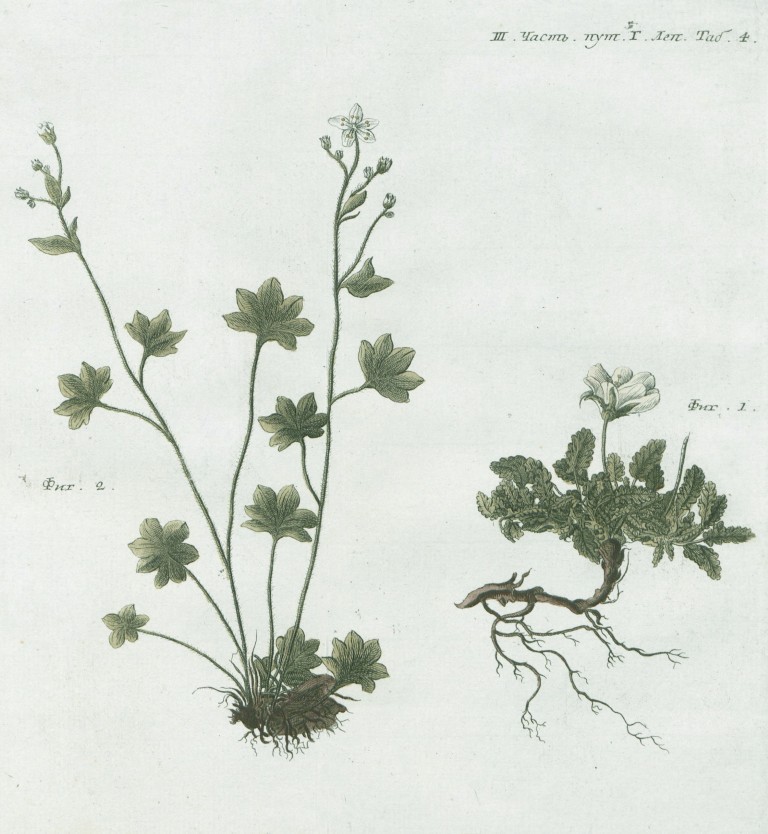 Изображение двух растений