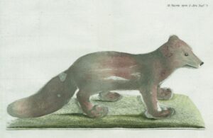 «Песец. Canis lagopus Linn.» Раскрашенная гравюра. Дневные записки 1771. Ч. III. СПб., 1805. Таб. 7.