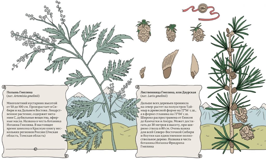 Полынь Гмелина (лат. Artemisia gmelinii) и Лиственница Гмелина, или Даурская (лат. Lаrix gmеlinii)