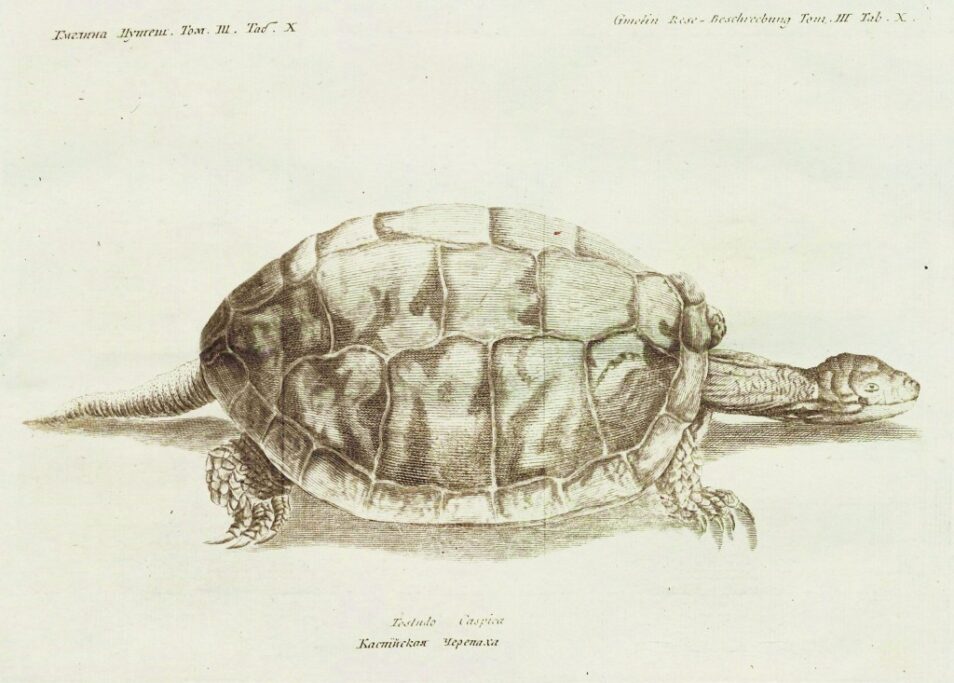 «Каспийская черепаха. Testudo  Caspica»