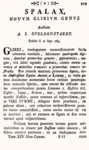 A.I.  Gueldenstaedt. Spalax, novum glirium genus
