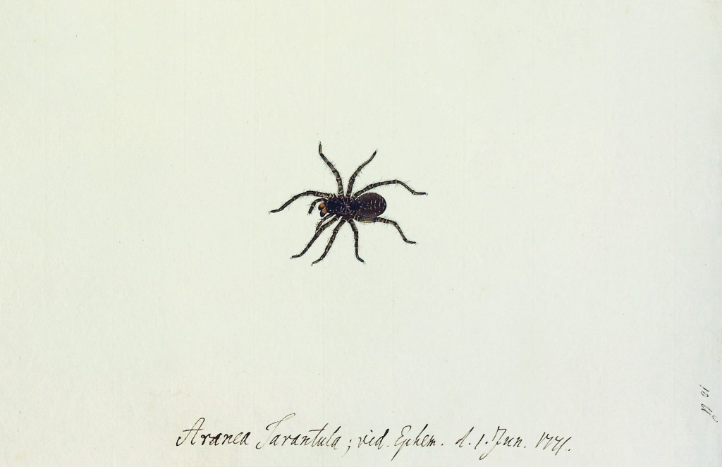 «Aranea Tarantula; vid. Ephem. d. 1. Jun 1771»