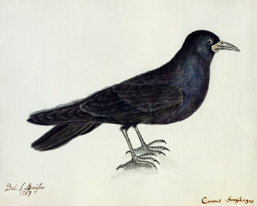 «Corvus frugilegus» Акварель.