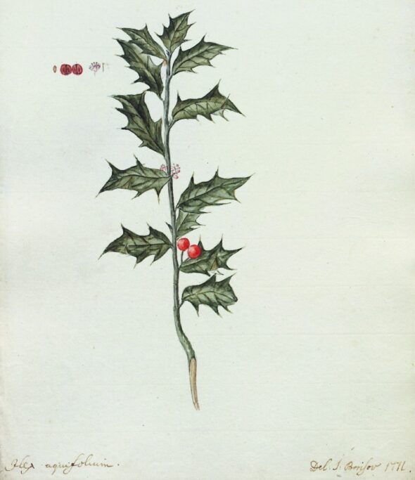 «Ilex  aqiufolium»