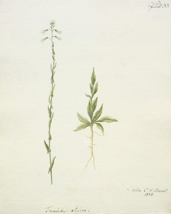 «Turritis  alpina». Цветущая ветвь и корень с отростком