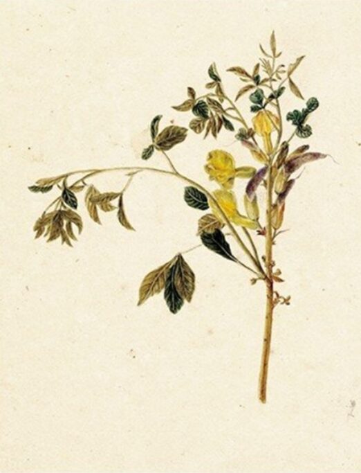 Caragana sibirica (карагана сибирская). Рисунок И. Деккера к 4-му тому «Flora Sibirica» И. Г. Гмелина (1769). Бумага, акварель, карандаш.