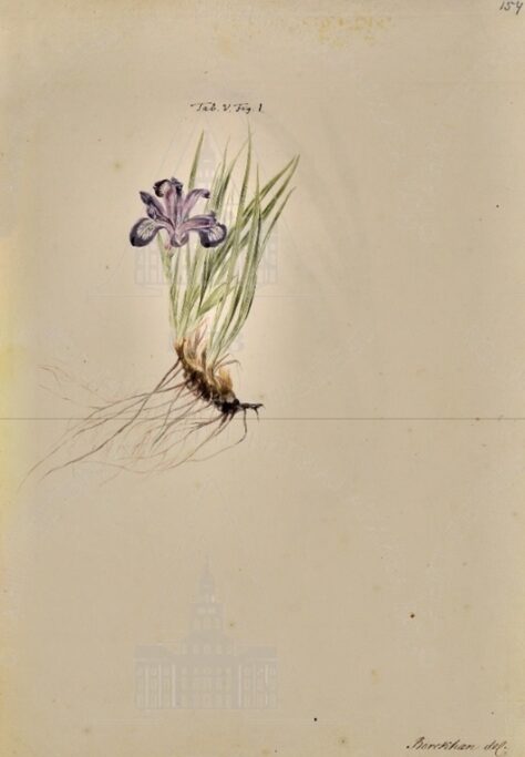 Iris ruthenica Ker Gawi (ирис русский) Автор – И.Х. Бергхан Бумага, акварель, карандаш