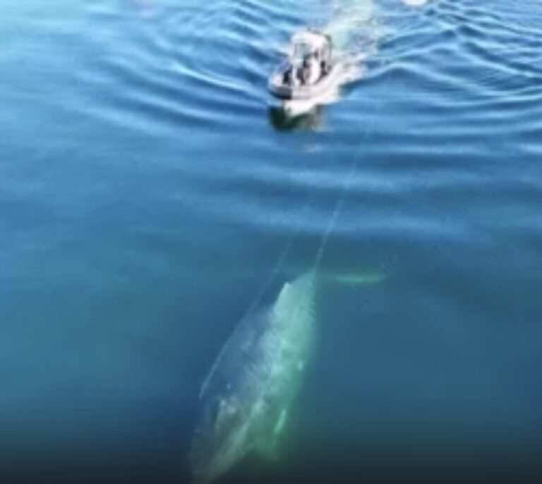 Спасатели освободили горбатого кита от рыболовных сетей