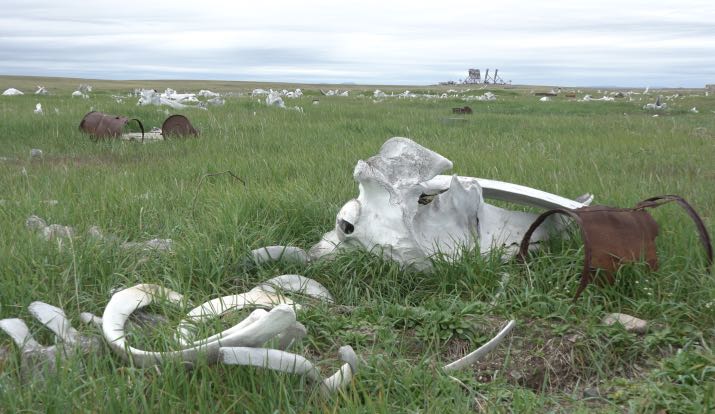 Кости китов на бывшем аэродроме трассы Алсиб