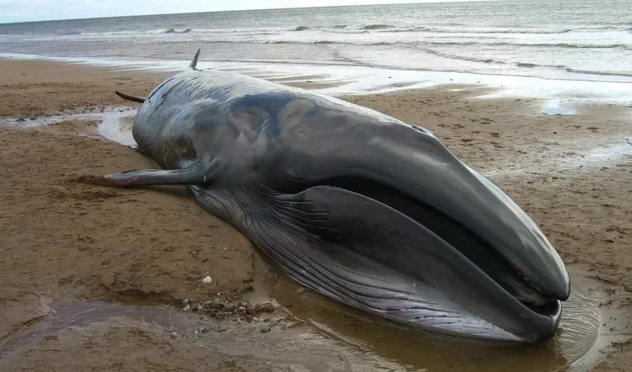 Мёртвый кит выброшен на берег