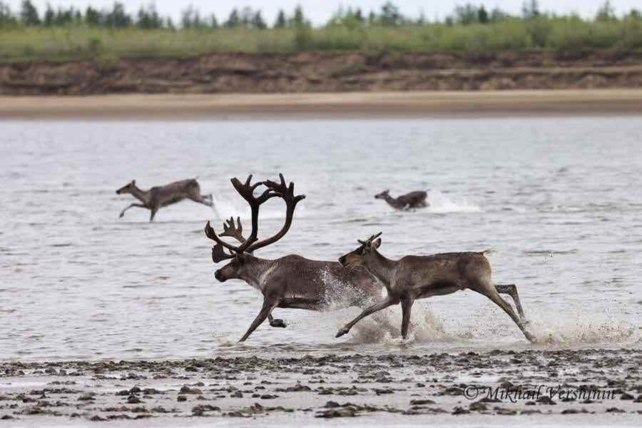 Северные олени переправляются через реку