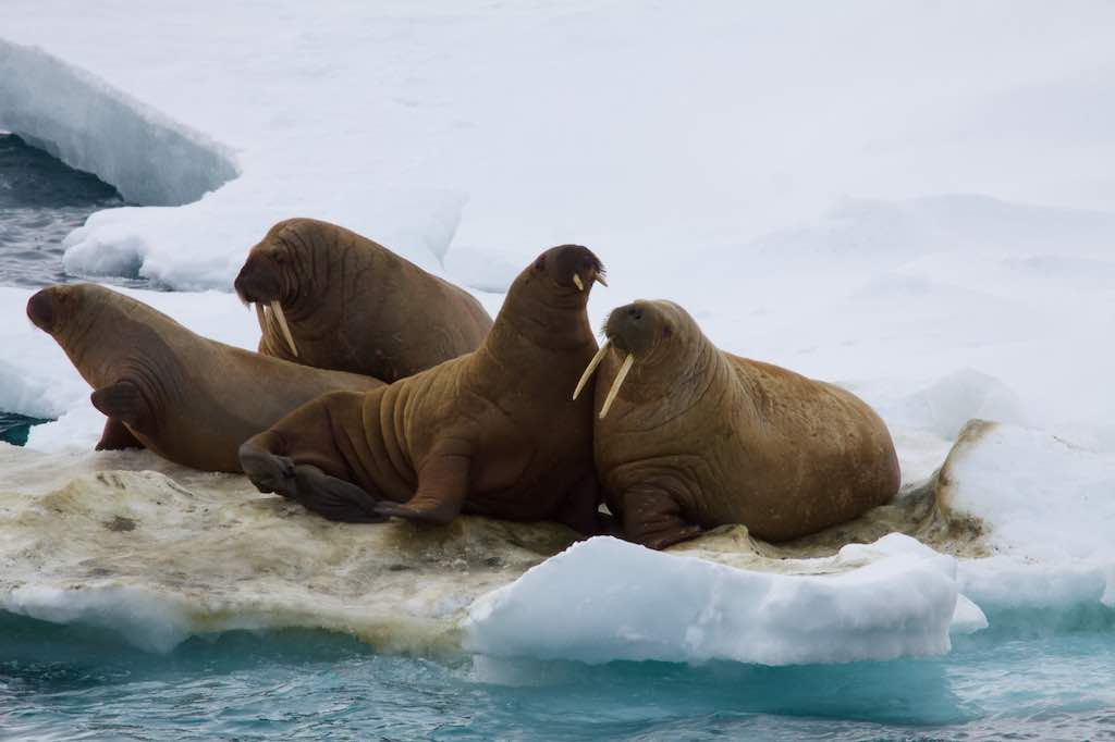 Вместе с учёными туристы проведут биомониторинг видов — индикаторов арктических экосистем (моржей, белых медведей, а если повезёт — нарвалов и белух)