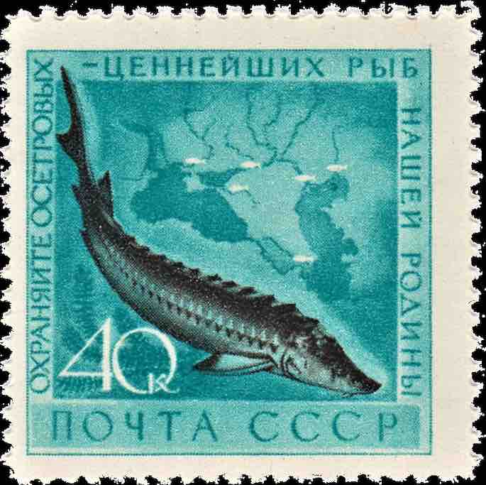 Марка Почты СССР 1959 года, посвящённая осетровым рыбам
