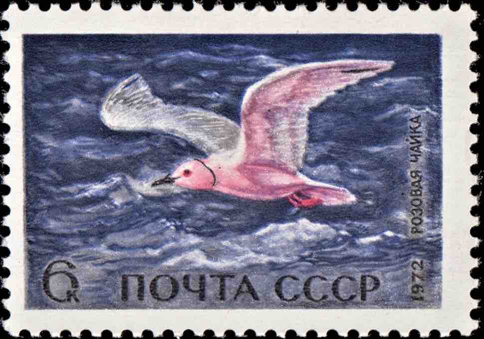 Марка Почты СССР 1972 года и конверт с гашением «Первого дня», посвящённые розовой чайке 