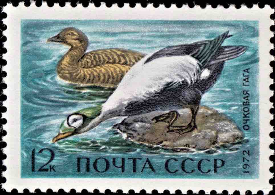 Марка Почты СССР 1972 года, посвящённая очковой гаге 