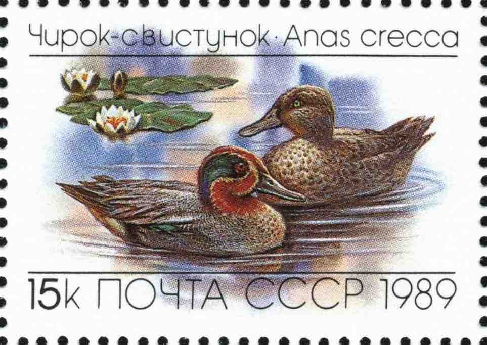 Марка Почты СССР 1989 года, посвящённая чирку-свистунку