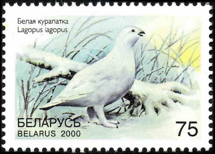 Марка союзной Беларуси 2000 года с изображением белой куропатки 