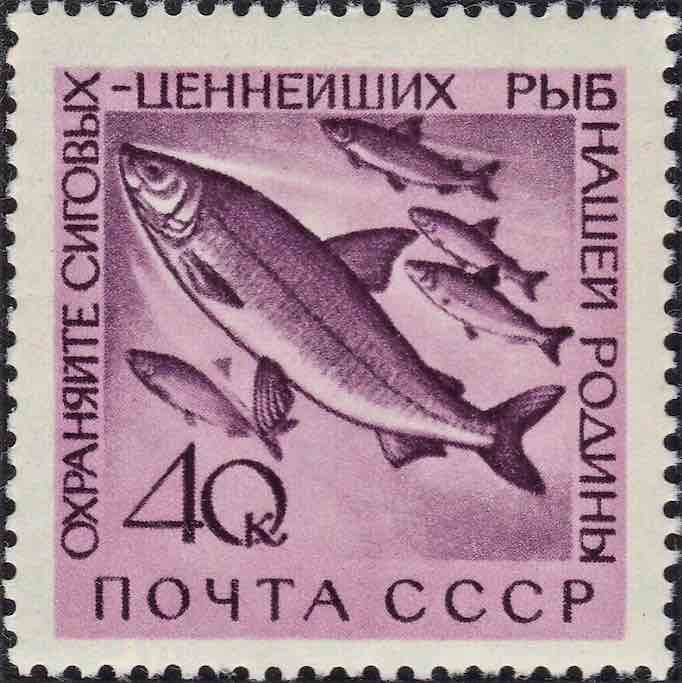 Марки Почты СССР 1959 и 1960 годов, посвящённые лососёвым и сиговым рыбам
