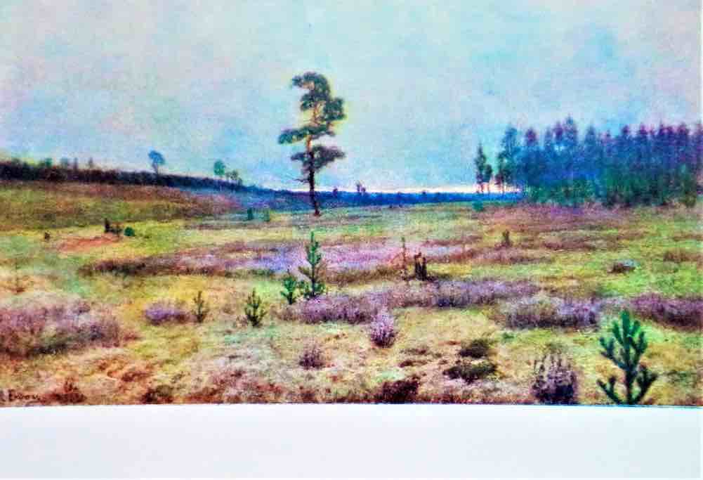Почтовая открытка. И.И. Ендогуров. Белый мох. На севере. «ИЗОГИЗ». 1957 г. 