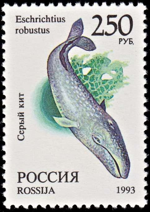 Марка Почты России 1993 года, посвящённая серому киту