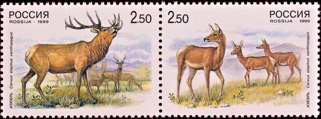 Марка Почты России 1999 года с изображением оленя-изюбря 