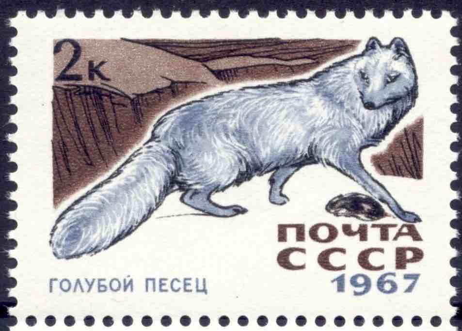 Марка Почты СССР 1967 года с изображением голубого песца 
