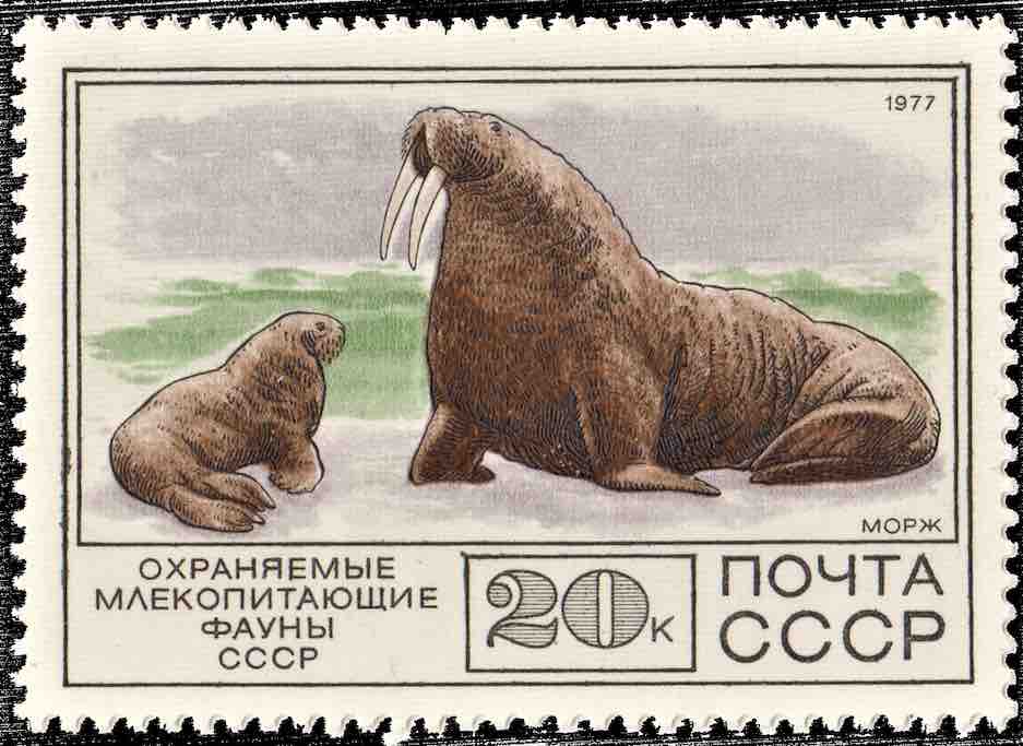 Марка Почты СССР 1977 года, посвящённая моржам