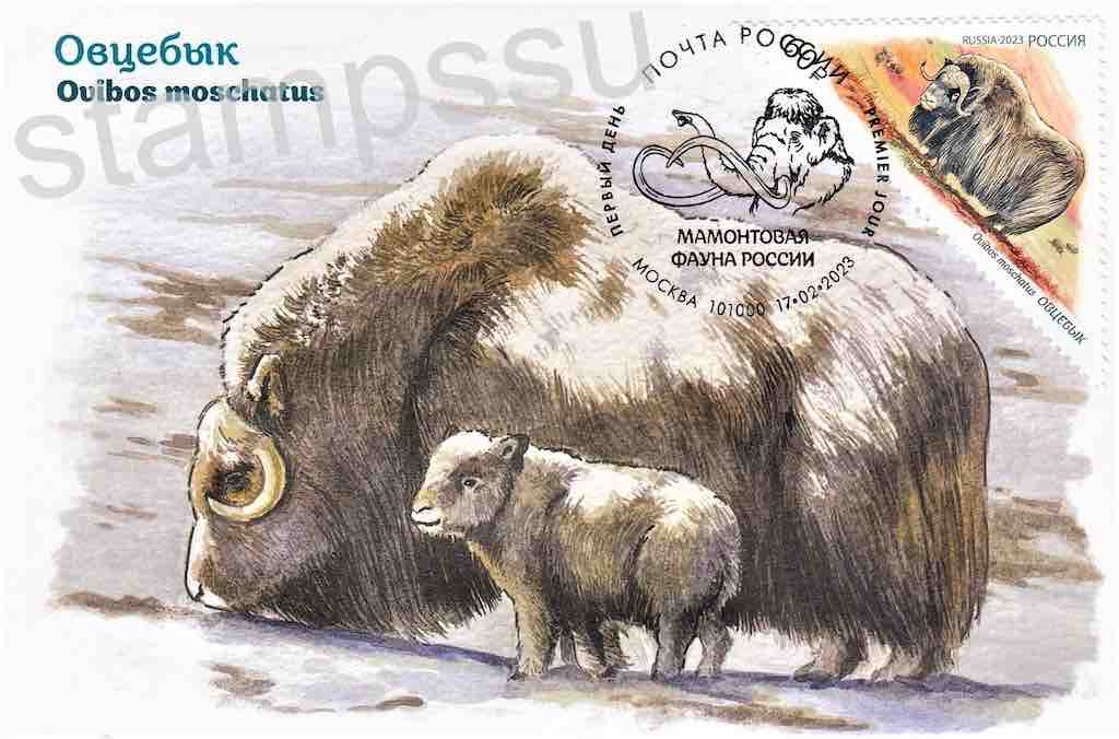 Совсем недавно, в феврале 2023 года, в серии «Мамонтовая фауна России» вышла почтовая марка, посвящённая овцебыку. Здесь же – картмаксимум на эту тему
